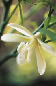 Vanilla Planifolia Print - Vanilla Cream Flower Photo