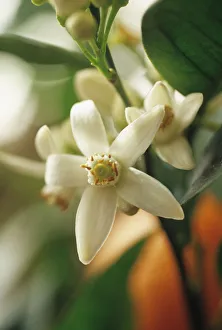 Orange Blossom Photos Prints: CS_1714