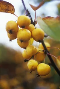 Autumnal Fruit Photography Prints: CS_2636