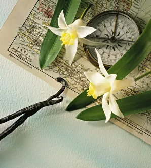 Vanilla planifolia Print on Green Background