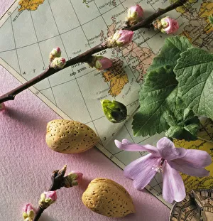 CS_3056 Prunus dulcis Almond Pink Print