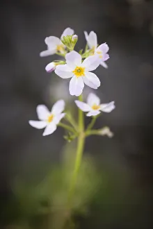 Water Violet Print, CS-C09-0428