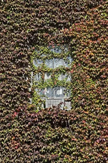 Parthenocissus Tricuspidata Prints: CS C09-3938
