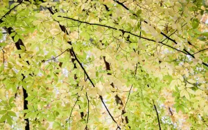 Japanese Zelkova Tree Print, Underneath Canopy View