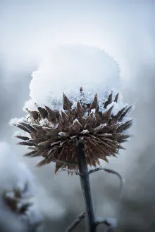 Cardoon Seedhead Print