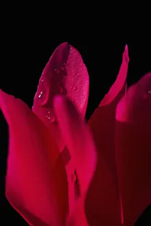 Cyclamen Flower Prints: cyclamen