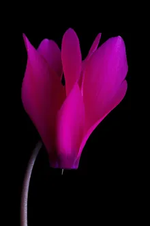 Cyclamen 3813 Print