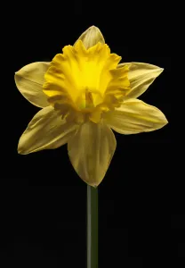 Daffodil Dutch Master, Narcissus Dutch Master Daffodil Dutch Master, Narcissus Dutch Master