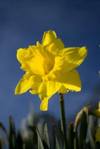 Drumcliffe Daffodil Print