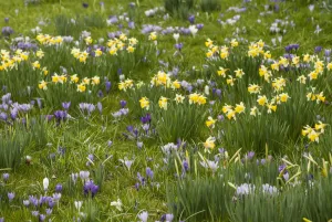 Daffodil, Narcissus pseudonarcissus. Yellow daffodils growing together with purple Daffodil, Narcissus pseudonarcissus. Yellow daffodils growing together with purple