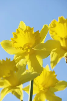 Yellow Daffodils Prints: Daffoldil