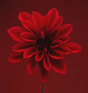 Autumn Flowering Plants Prints: Dahlia