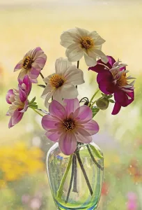 Images Dated 2013 March: Dahlia Print 0676