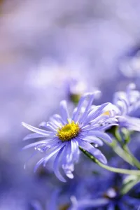 Cottage Garden Plants Prints: Daisy, Michaelmas daisy, Aster, Aster x frikartii Monch