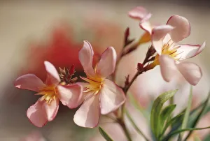 Deciduous Shrub Print - Summer and Autumn Flowering Plumeria rubra