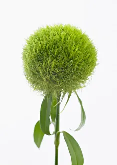 dianthus barbatus temarisou, carnation, green trick series dianthus barbatus temarisou, carnation, green trick series
