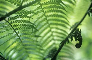 Dicksonia antarctica Fern Print - Green Tree Fern