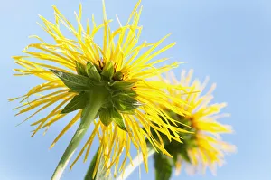 Downy Elecampane Print - Close View of Yellow Shaggy Petals