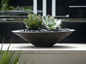Succulent Plant Photos Prints: echeveria