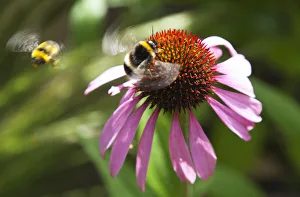 Echinacea Coneflower Print with Bees in Motion