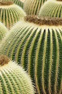 Echinocactus Grusonii Prints: echinocactus grusonii