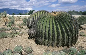 echinocactus platyacanthus, cactus, barrel cactus echinocactus platyacanthus, cactus, barrel cactus