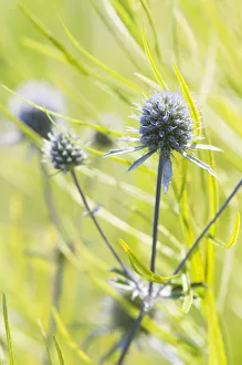 Echinops Sea Holly Print against Green Foliage