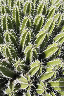 Euphorbia echinus, Euphorbia, Euphorbia echinus Euphorbia echinus, Euphorbia, Euphorbia echinus