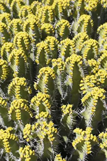 Euphorbia polyacantha, Euphorbia, Euphorbia polyacantha Euphorbia polyacantha, Euphorbia, Euphorbia polyacantha