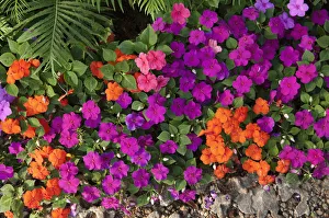 Tian Garden Flower Print