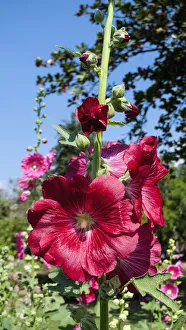 Hollyhock Print, Deep Pinkish Red Flowers