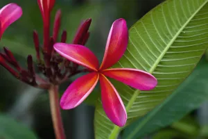 Frangipani Flower Prints: EyeUbiquitous_20108758