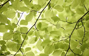 Beech Tree Prints: fagus sylvatica, beech