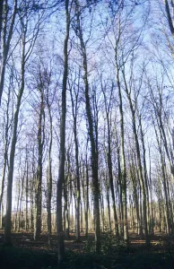 Fagus sylvatica Beech Brown Print