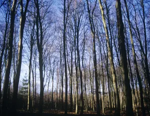 Autumnal Scenery Prints: Fagus sylvatica Beech Brown subject