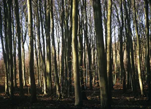 Autumnal Trees Prints: Fagus sylvatica Beech Brown subject