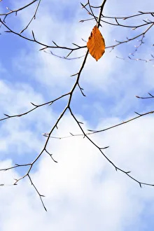 Fagus sylvatica Beech Brown Print
