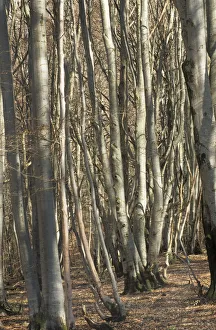 Fagus sylvatica Beech Brown Print
