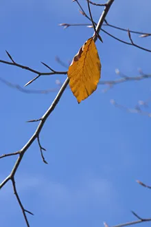 Fagus sylvatica Beech Brown subject Print on Blue Background