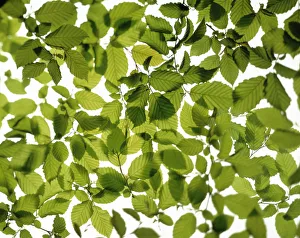 Fagus sylvatica Beech Green Print