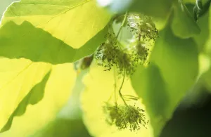 Fagus sylvatica Beech Green Print