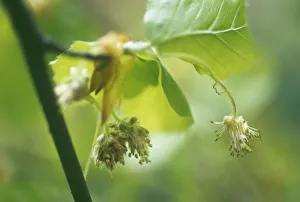 Fagus Sylvatica Photography Prints: Fagus sylvatica Beech Green subject