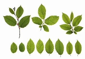 Framed Print : Fagus sylvatica Beech White Print Framed Print : Fagus sylvatica Beech White Print