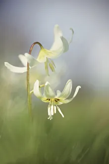 Fawn lily White Beauty, Erythronium, Erythronium californicum White Beauty Fawn lily White Beauty, Erythronium, Erythronium californicum White Beauty