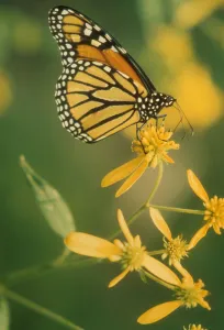 Butterfly Fauna Photography Prints: flower
