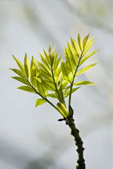 European Ash Tree Prints: fraxinus excelsior, ash