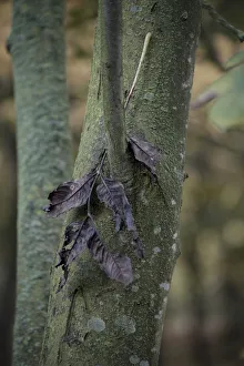 Fraxinus excelsior Ash Tree Print