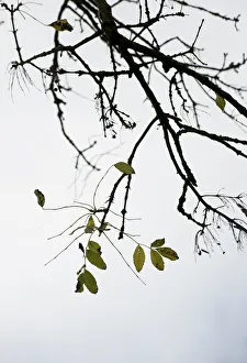 Fraxinus excelsior Ash Tree Print