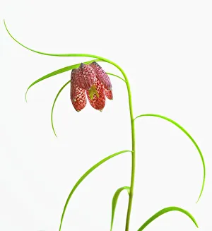 fritillaria meleagris, fritillary, snakes head fritillary fritillaria meleagris, fritillary, snakes head fritillary