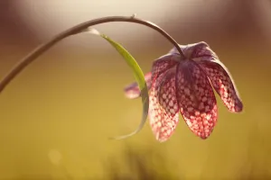 Fritillary, Snakes head fritillary, Fritillaria meleagris Fritillary, Snakes head fritillary, Fritillaria meleagris